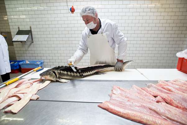 Once the caviar is extracted, the fish is used for fillets, fish stock, or glue