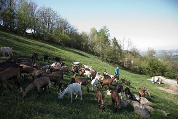 Goats graze at Daniela and Giovanni’s farm in Roccaverano, Italy