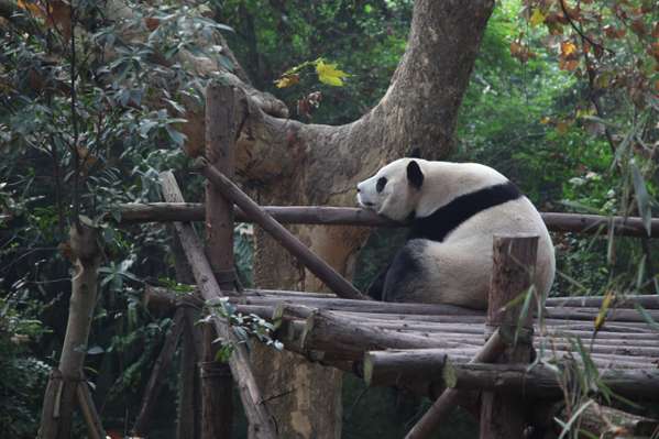 A giant panda, Chengdu’s mascot, at the popular Panda Base on the edge of the city