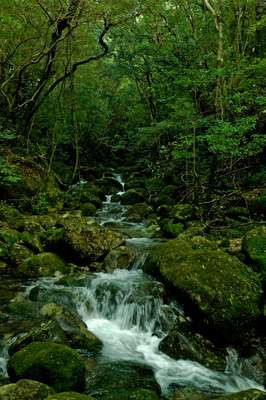 Mountain spring in the surrounding forest  