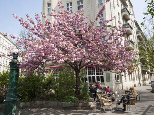 Blossoming Malplaquetstrasse