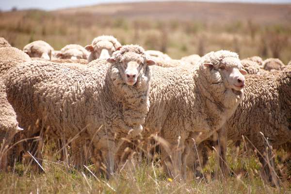 Superfine Merino ewes