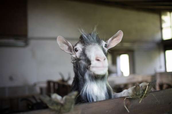 Goliath, who is a male shaggy-haired Roccaverano goat breed