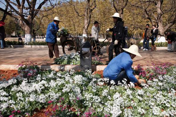 Migrant gardeners plant flowers at Green Lake