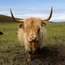 Highland cattle are part of the scenery