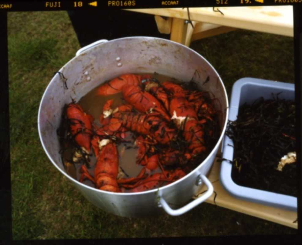 Steamed lobsters – a treat for the final party