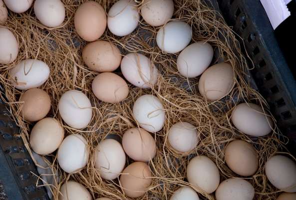 Organic eggs from the farm displayed at  Souk el Tayeb market in Beirut