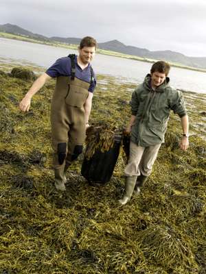 Seaweed harvest in Strandhill