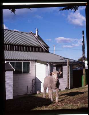 Pet sheep outside a Stanley guest house