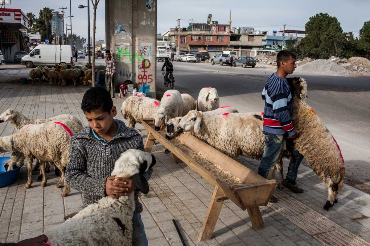 Sheep for sale in Adana