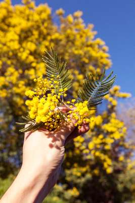 Mimosa in full bloom 