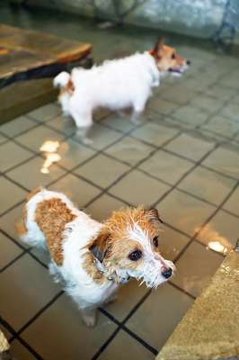 A dip in the hot spring at the dog onsen