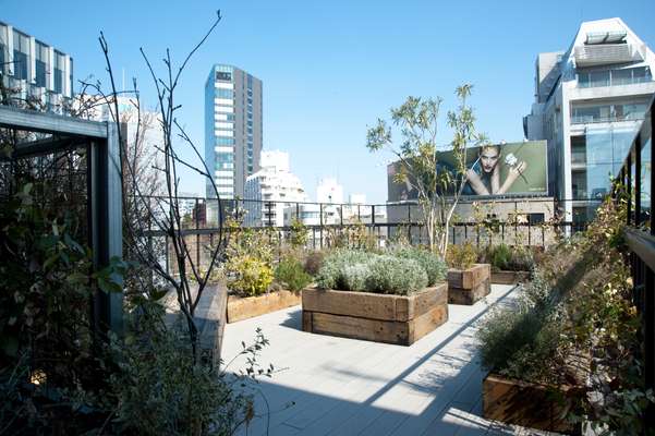 Communal roof garden