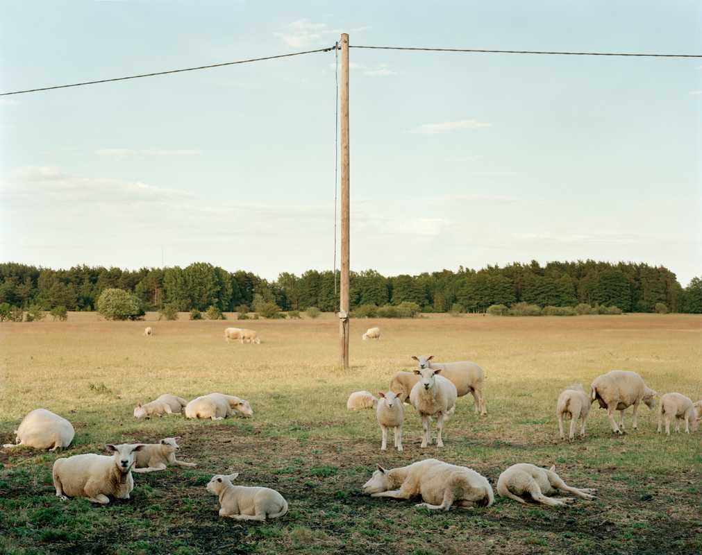 Gotland’s sheep, known for their curly wool