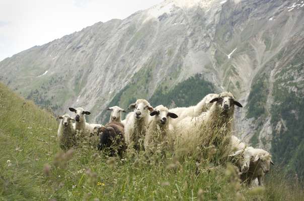 Rosset sheep