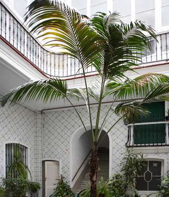 Courtyard of a house in Casco Antiguo