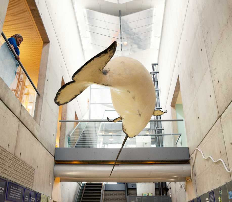 A narwhale hangs from the ceiling of the Institute of Natural Resources
