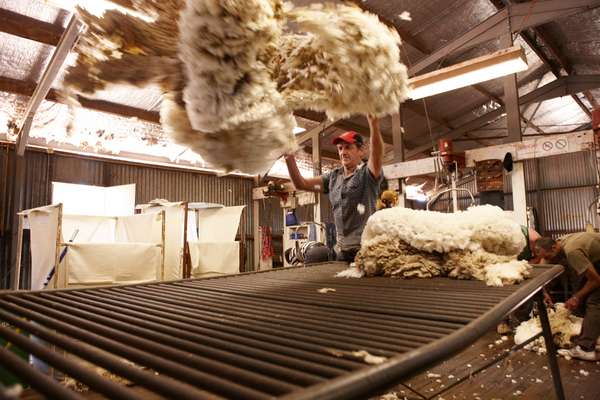 A rouseabout with a newly shorn fleece