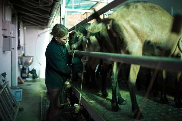 Daniela Saglietti milks the goats