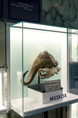 An exhibition stand at the Greenland Institute of Natural Resources 
in Nuuk