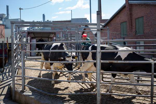 Abattoir in the city centre 