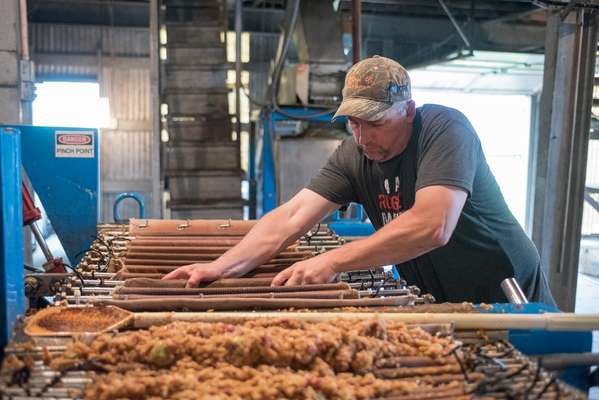 Distillery worker preparing  a hydraulic accordion-press to squeeze juice from chopped apples