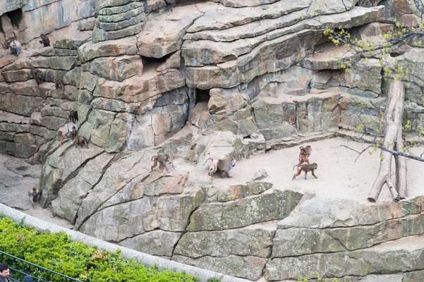 Baboons in the neighbouring zoo, viewed from the Bikini terrace