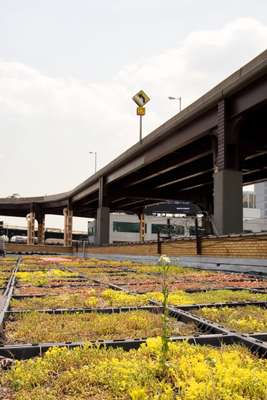 Roof of Silvercup TV Studios in Queens, New York planted with succulents