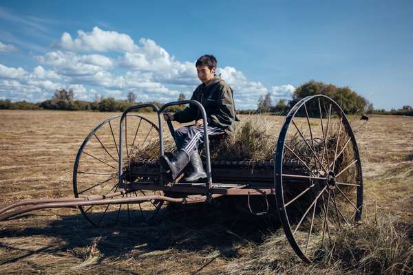 Semi-mechanised hay harvesting