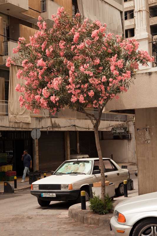Street scene in Ashrafieh, near Sassine Square