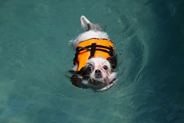 The Bark Pool for dogs and their owners