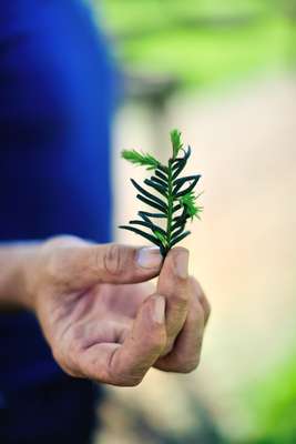 Size of a one-year-old Taxus Baccata