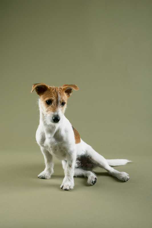 No. 13: Steve the Jack Russell
