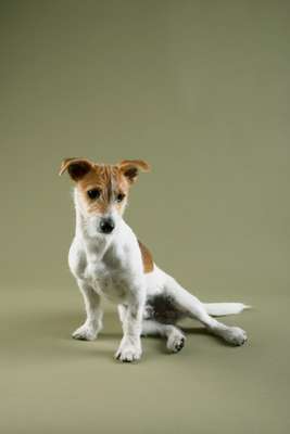 No. 13: Steve the Jack Russell