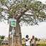 A baobab tree on the outskirts of Luanda
