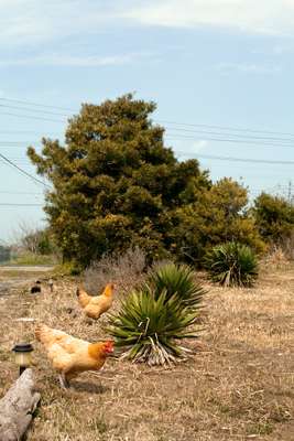 Helpful pets: Ito keeps a breed of chicken called nagoya, which lay eggs every day