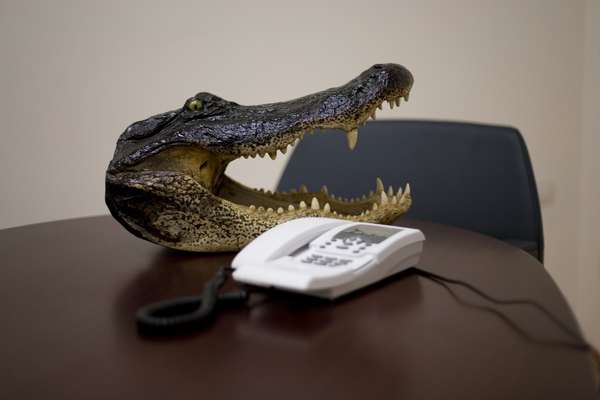 Alligator head at Italven Pelli, a tannery that supplies Bontoni