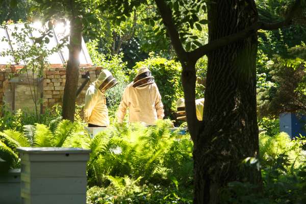 Urban beekeepers tend a hive