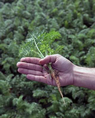 Natural farming techniques are used to grow the crops