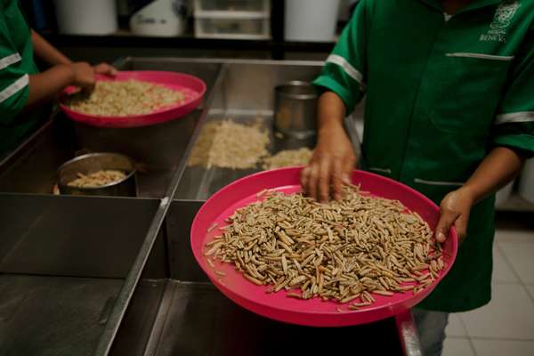 Agave worms to add to the mezcal bottles