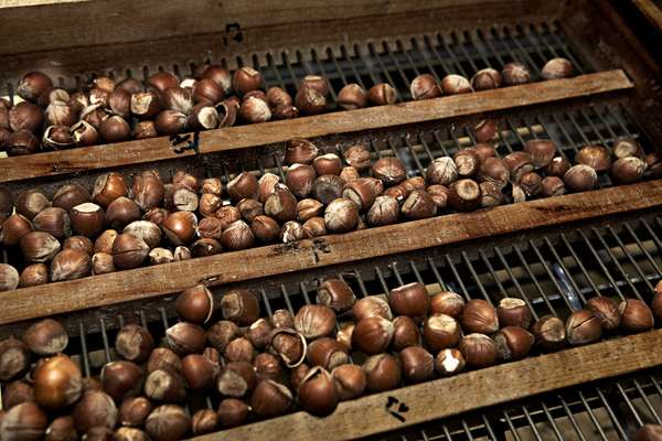 Hazel nuts ready for processing