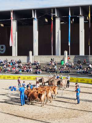 Dairy cows from the region being paraded around the arena and presented to the judges