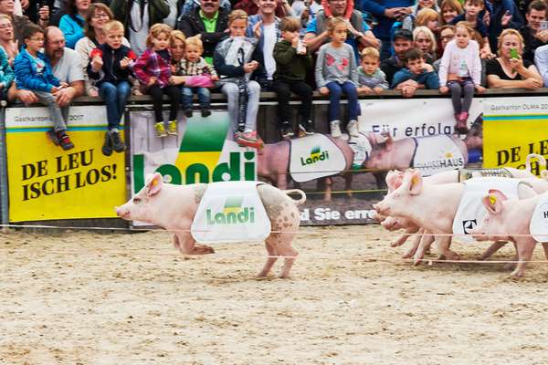 First pig past the post: this race is the highlight of the Olma fair
