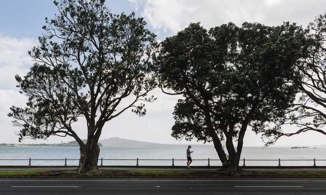 Native pohutukawa trees on Tamaki Drive