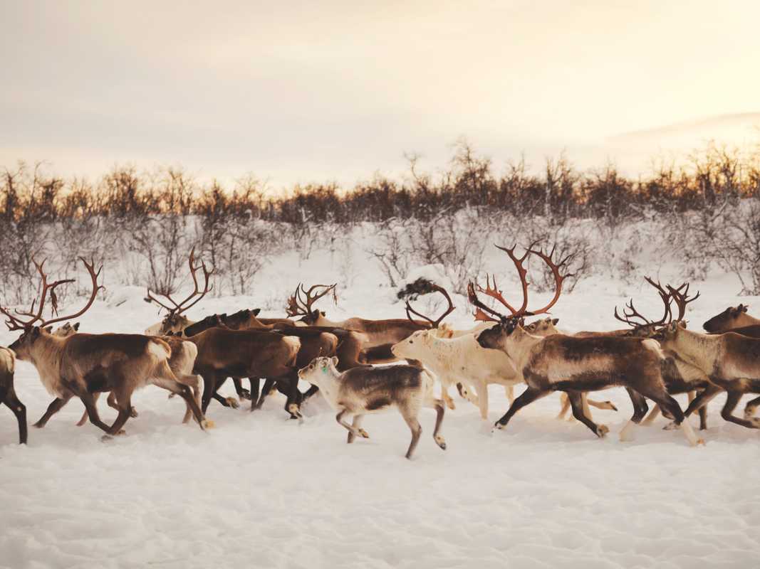 Reindeer in Karasjok
