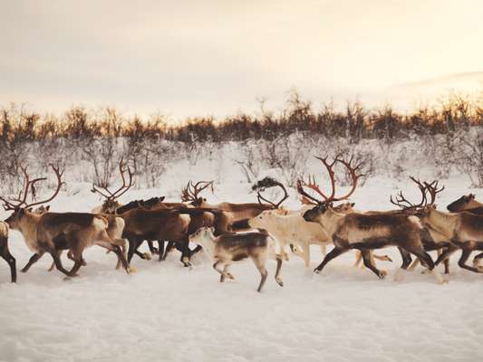 Reindeer in Karasjok