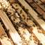 Bees are part of Kajima’s biodiversity action plan