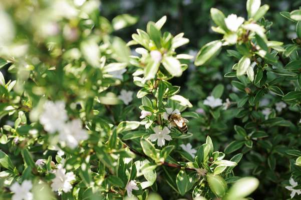 Bees target blossoms and other plants