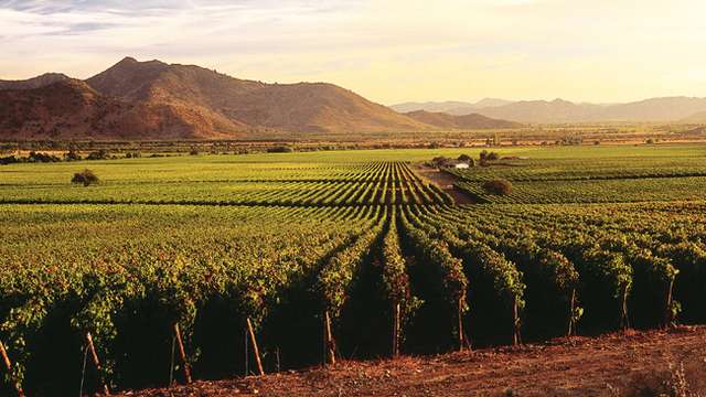 Wine farms under threat