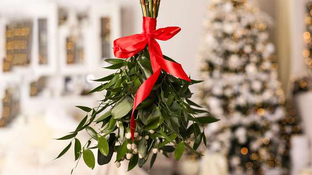 A festive evergreen: mistletoe